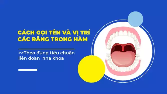 Cách gọi tên và vị trí các răng trong hàm theo đúng tiêu chuẩn liên đoàn nha khoa